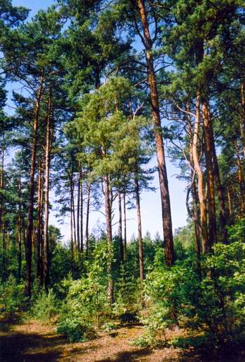 Mazowieckio kraštovaizdžio parkas
