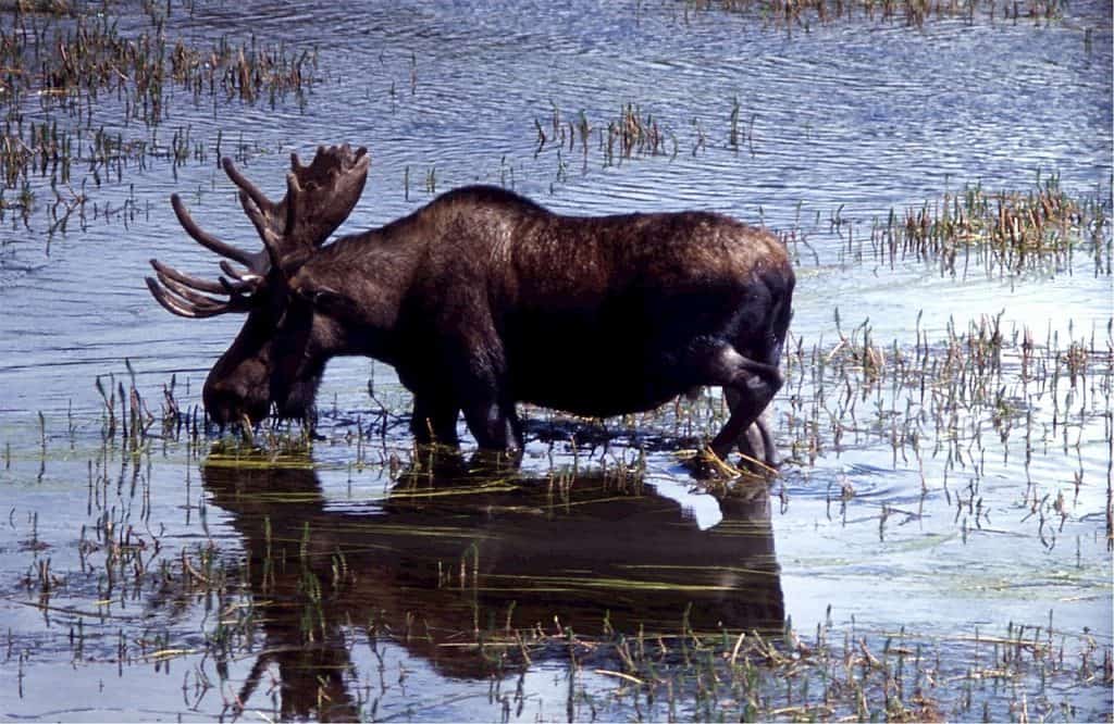 Biebrza National Park