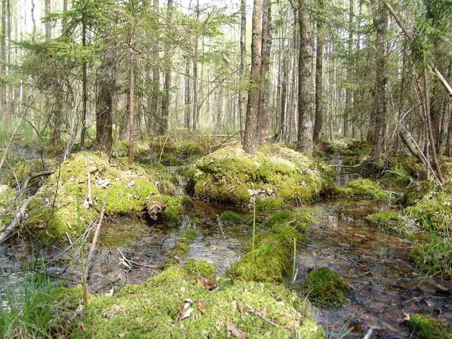 Spruce trees on peat