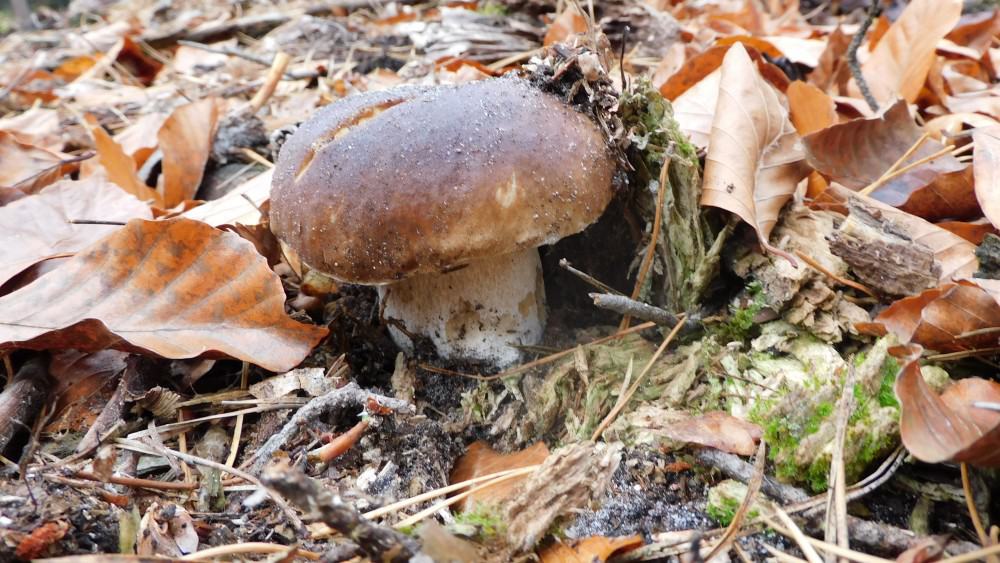Krasnobrodzki Landscape Park invites mushroom pickers. Photo K. Kowlaczuk