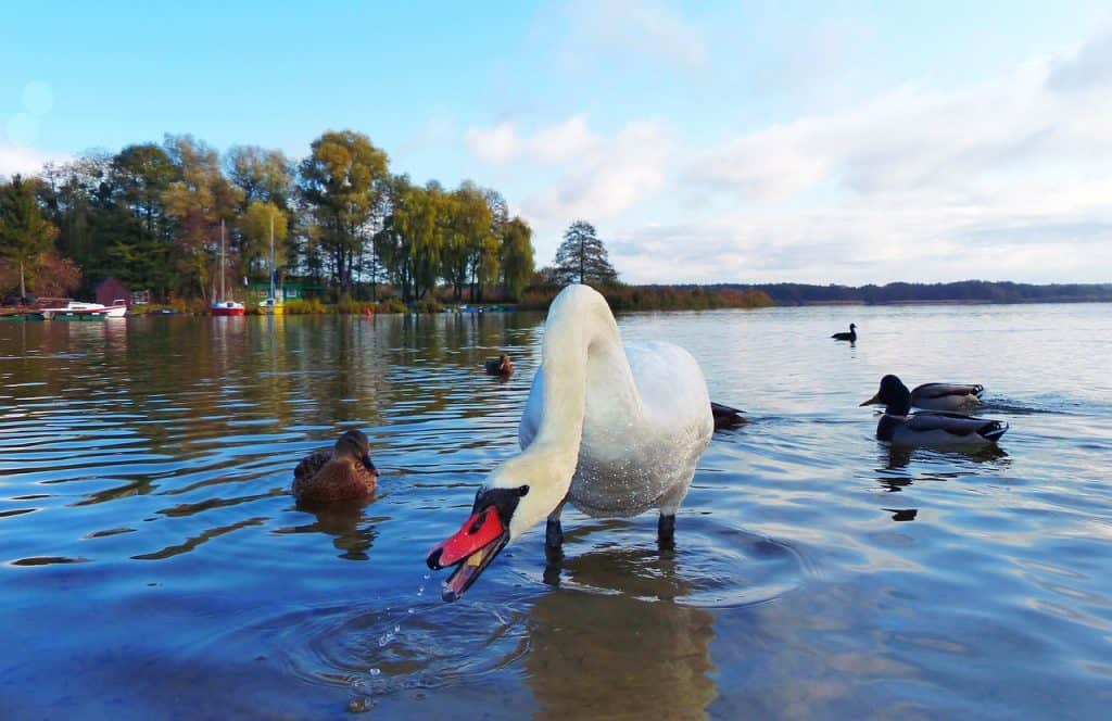 Озеро Свентайно-Нарцкое и озеро Брайницкое